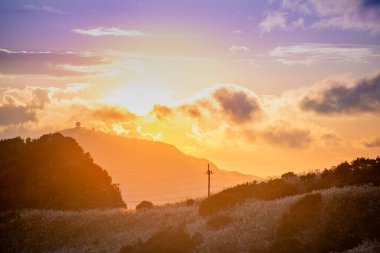 Muhteşem, güzel, rüya gibi beyaz miscanthus çiçekleri alacakaranlıkta. Tayvan 'ın doğal manzarası ve temiz havasının tadını çıkarmak için kışın yürüyüş ve tırmanma..