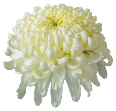 Beyaz arka planda izole edilmiş beyaz bir kasımpatı çiçeği. Kesme yolu olan büyük bir çiçeği izole et. Taipei Kasımpatı Sergisi.