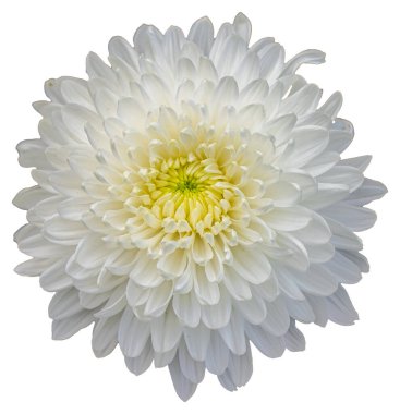 Beyaz arkaplanda izole edilmiş beyaz ve sarı bir çiçeğin üst görüntüsü. Kesme yolu olan büyük bir çiçeği izole et. Taipei Kasımpatı Sergisi.