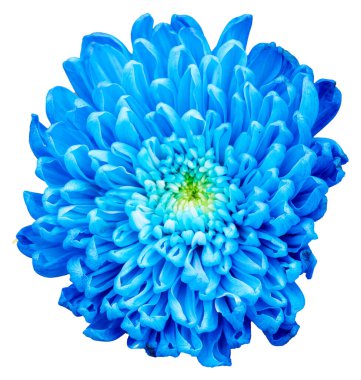 Beyaz arka planda izole edilmiş mavi, mor ve sarı bir çiçeğin üst görüntüsü. Kesme yolu olan büyük bir çiçeği izole et. Taipei Kasımpatı Sergisi.