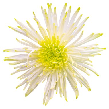 Işık saçan ışınlar gibi taçyaprakları olan beyaz ve sarı bir morun üst görüntüsü. Kesme yolu olan büyük bir çiçeği izole et. Taipei Kasımpatı Sergisi.