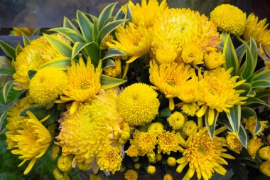Kasımpatıların farklı çeşitleri. Çiçeklerin hepsi sarı. Güzel çiçeklere yakın çekim. Taipei Kasımpatı Sergisi.