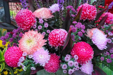 Çiçekler kırmızı, pembe, mor, beyaz ve mor renktedir. Onlar çok renkliler. Güzel çiçeklere yakın çekim. Taipei Kasımpatı Sergisi.
