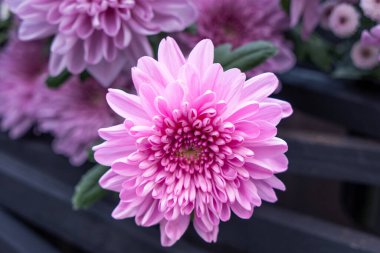 Pembe (morumsu) ve beyaz çiçek açan kasımpatılar. Güzel çiçeklere yakın çekim. Taipei Kasımpatı Sergisi.