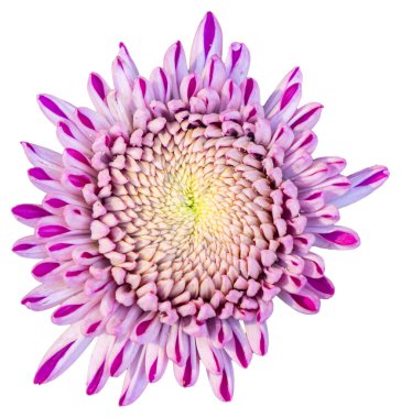 İzole edilmiş mor, beyaz ve pembe çiçeklerin beyaz arka planda üst görüntüsü. Kesme yolu olan büyük bir çiçeği izole et. Taipei Kasımpatı Sergisi.