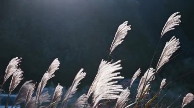 Beyaz gümüş çimenler (miscanthus) rüzgarda salınan çiçekler. Sıcak kış güneşinin ve temiz havanın tadını çıkar. Ruifang Caoshan Yürüyüş Yolu.
