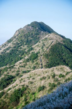 Dağın tepesi beyaz gümüş çimen çiçekleriyle kaplıdır. Sıcak kış güneşinin ve temiz havanın tadını çıkar. Ruifang Caoshan Yürüyüş Yolu.