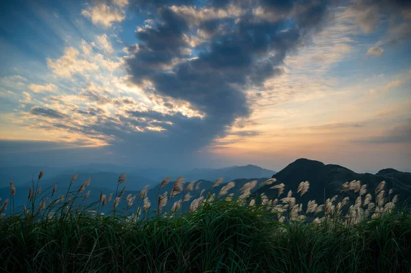 The top of the mountain is covered with silver grass flowers at sunset. Enjoy the warm winter sunshine and fresh air. Ruifang Caoshan Hiking Trail.