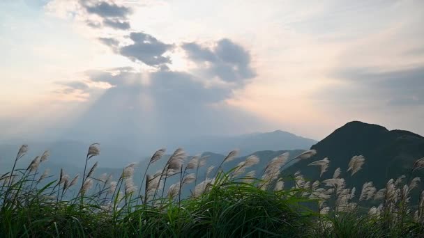 Topo Montanha Coberto Com Flores Prata Grama Pôr Sol Aproveite — Vídeo de Stock