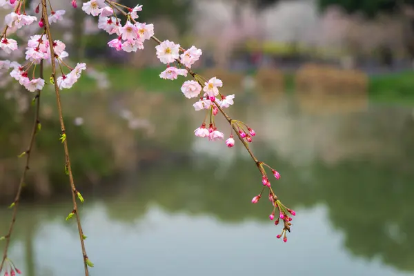 Pink cherry blossoms and buds. East Lake Cherry Blossom Garden is a popular place for flower viewing, Wuhan.