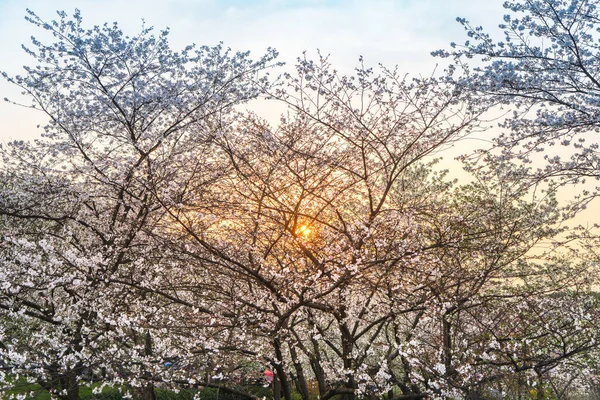 The sunset is the background, the white cherry blossom trees are the foreground. East Lake Cherry Blossom Garden is a popular place for flower viewing, Wuhan.