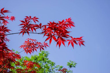 Romantik kırmızı yapraklar akçaağaç yapraklarına benziyor. Puhua Karanlık Nehri doğanın bir başyapıtı ve Tujia kültürünün köküdür..