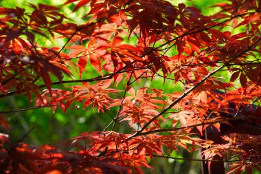 Romantik kırmızı yapraklar akçaağaç yapraklarına benziyor. Puhua Karanlık Nehri doğanın bir başyapıtı ve Tujia kültürünün köküdür..