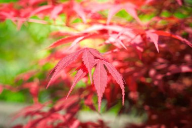 Romantik kırmızı yapraklar akçaağaç yapraklarına benziyor. Puhua Karanlık Nehri doğanın bir başyapıtı ve Tujia kültürünün köküdür..