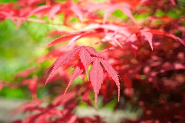 Romantic red leaves look like maple leaves. The Puhua Dark River is a masterpiece of nature and the root of Tujia culture.