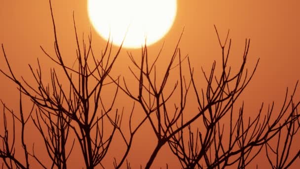 冬天的黄昏场景 树梢后面的落日 橙色的天空和干枯的树的轮廓像一幅画 — 图库视频影像