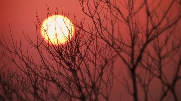 Adegan Senja Musim Dingin Matahari Terbenam Belakang Puncak Cabang Pohon — Stok Video