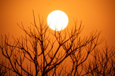 Kış alacakaranlık sahnesi. Ağaç dallarının arkasında gün batımı. Turuncu gökyüzü ve kuru ağaç siluetleri bir tabloya benziyor..