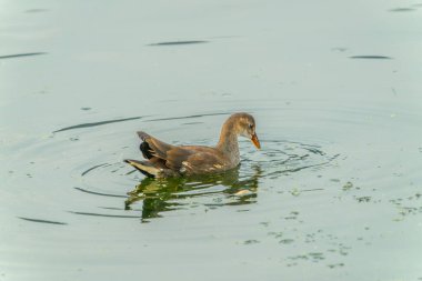 Genç bir Avrasyalı Moorhen yiyecek aramak için suda yüzer. Dal Gölü, Jammu ve Kashmir çevresindeki doğal ortam..