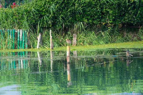Suda iki genç Avrasya Moorhen (Gallinula kloropusu) bulunmaktadır. Dal Gölü, Jammu ve Kashmir çevresindeki doğal ortam..