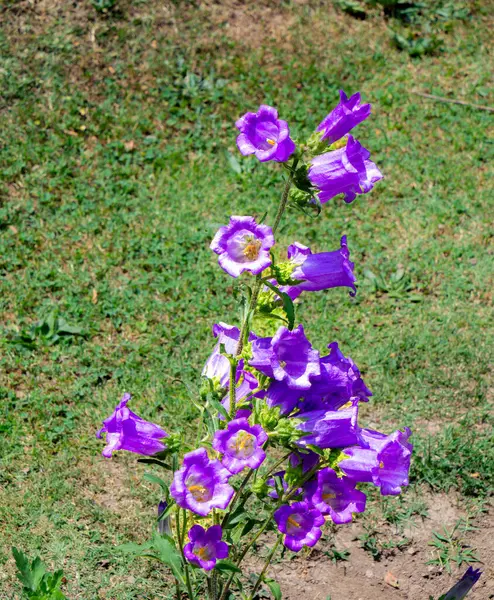 The purple Canterbury bells (Campanula medium) are very beautiful. There are many Mughal gardens in Srinagar,  Jammu and Kashmir state, India.