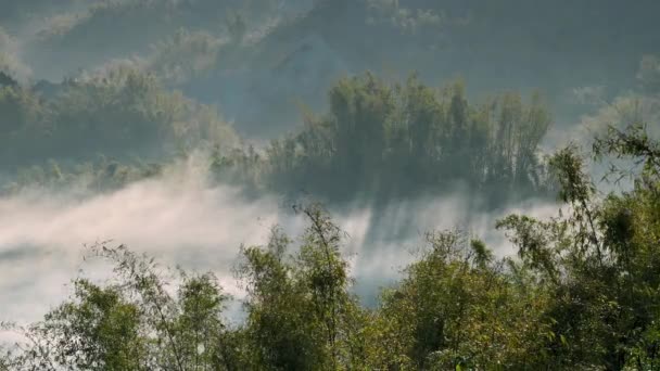 谷から煙が流れ 竹林は緑色になっています ザオセンのエリアロ族は 台湾の台南市 日の出の風景を楽しんでいます — ストック動画
