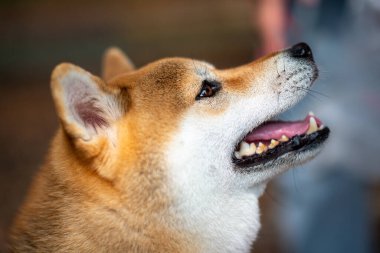 Shiba Inu herkese baktı. Sevimli bir köpek. Yuanxingtang Tapınağı 'nın yanındaki manzara. Niuzhuang, Shanhua Bölgesi, Tainan Şehri.