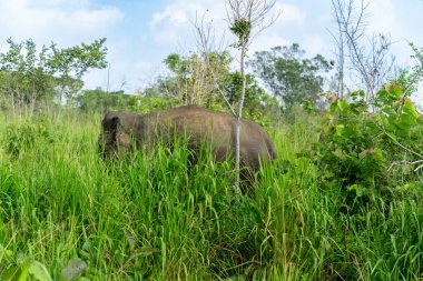 An elephant grazed in the long green grass. Minneriya National Park is a national park in North Central Province of Sri Lanka. clipart