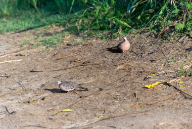 There are two Spotted Dove ( Spilopelia chinensis ) on the prairie land. Minneriya National Park is a national park in North Central Province of Sri Lanka. clipart