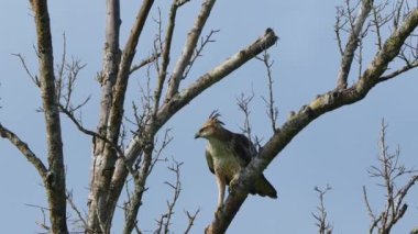 Bir Değişken Şahin-Kartal (Nisaetus sirhatus ceylanensis) kuru bir dalda durmaktadır. Minneriya Ulusal Parkı, Sri Lanka 'nın kuzeyindeki ulusal parktır..