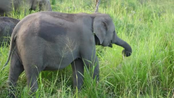 Ένας Ελέφαντας Βόσκει Στο Μακρύ Πράσινο Γρασίδι Εθνικό Πάρκο Minneriya — Αρχείο Βίντεο