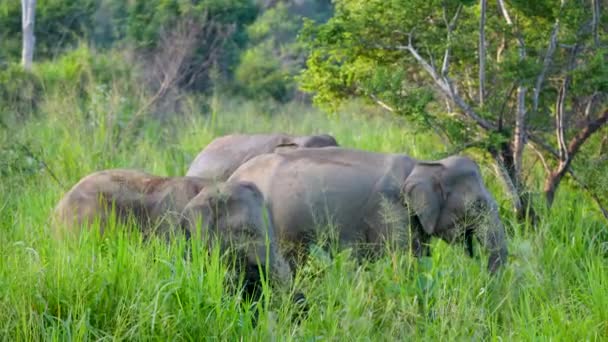 Elefanter Betar Fritt Vall Minneriya National Park Nationell Parkinnorth Central — Stockvideo