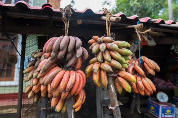 Colorful Bananas at a Fruit Stand in Sri Lanka. A fruit stand in Sri Lanka with several bunches of red and purple bananas hanging under the eaves.