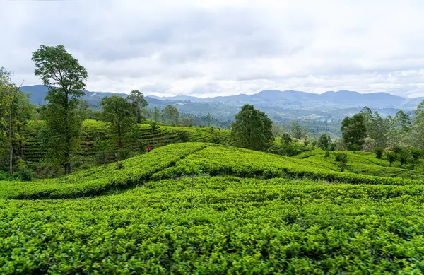 Bulutlu gökyüzünün altında yeşil çay tarlaları yuvarlanıp duruyor. Yollar arazide zikzak çiziyor, uzaktaki köylere gidiyor. Ambwella, Sri Lanka.