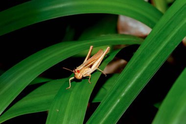 Kahverengi çekirgenin detaylı bir görüntüsü, karmaşık vücut yapısını ve yeşil yapraklara tünemiş canlı gözlerini gözler..