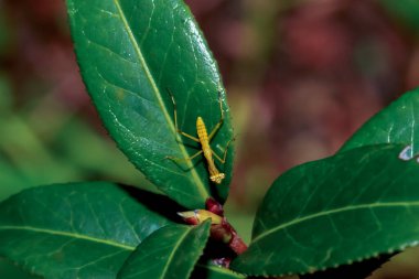 Parlak, renkli bir hiyerodula patellifera perisinin yakın çekimi karmaşık vücut detaylarını gözler önüne seriyor..