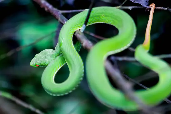 Close Chinese Green Tree Viper Showcasing Its Vibrant Green Scales Royalty Free Stock Photos