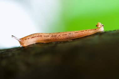 Bir Agriolimax Agrestis sümüklüböceğinin detaylı yakın çekimi, karmaşık vücut dokusunu ve doğal zarafetini gözler önüne seriyor. Wulai Bölgesi, New Taipei Şehri