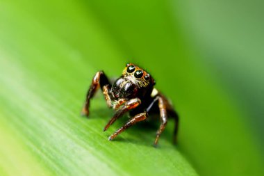Portia labiata 'nın detaylı bir yakın çekimi. Karmaşık desenlerini ve renklerini gösteriyor. Örümceğin gözleri belirgin bir şekilde gösterilir ve dikkat çeker. Wulai Bölgesi, New Taipei Şehri.