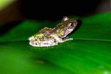 Geceleri, yeşil yaprakların üzerinde kocaman gözleri olan gizemli bir ağaç kurbağası vardır. Amfibilerin makro fotoğrafları. Wulai, New Taipei Şehri.