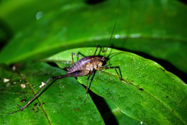 Yağmurdan sonra yeşil bir yaprağın üzerinde katydid larvası vardır. Amfibilerin makro fotoğrafları. Wulai, New Taipei Şehri.
