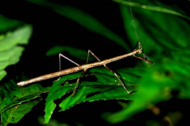 Yaprağın üzerine konmuş kamufle edilmiş sopa çekirgesinin detaylı görüntüsü. Doğal Taklit Sergisi, Wulai, New Taipei Şehri.
