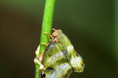 Bir sapın üzerinde çizgili geniş kanatlı bir planthopper (Ricania simulans) 'ın detaylı makro görüntüsü. Dış iskeletinin eşsiz yapısını gözler önüne seriyor. Wulai, New Taipei Şehri.