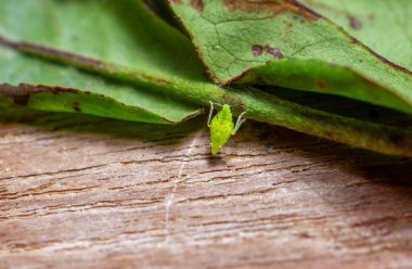 Bir çay yeşil yapraklı (Jacobiasca formosana) fotografının ayrıntılı makro çekimi. Tayvan.