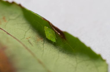 Bir çay yeşil yapraklı (Jacobiasca formosana) fotografının ayrıntılı makro çekimi. Tayvan.