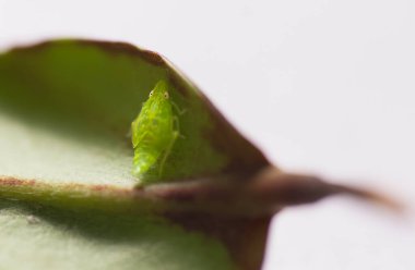 Detailed macro shot of A tea green leafhopper (Jacobiasca formosana), known for influencing Oriental Beauty tea flavor. Taiwan. clipart