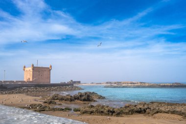 Huzurlu suların yanında antik bir kale duruyor. Martılar Essaouira, Fas 'ın kumlu sahillerini süslüyor..