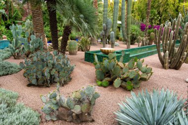Egzotik Kaktüs Bahçesi Vahası - Çöl Bitkisi Gösterimi. Majorelle Bahçesi en gizemli bahçe olarak bilinir. Marakeş, Fas.