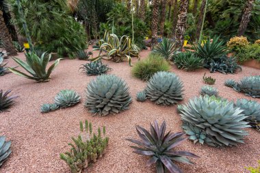 Egzotik Kaktüs Bahçesi Vahası - Çöl Bitkisi Gösterimi. Majorelle Bahçesi en gizemli bahçe olarak bilinir. Marakeş, Fas.