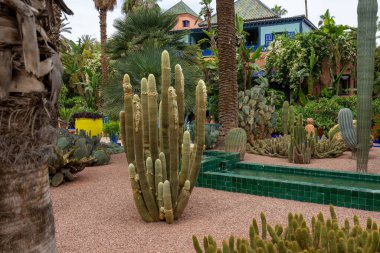 Egzotik Kaktüs Bahçesi Vahası - Çöl Bitkisi Gösterimi. Majorelle Bahçesi en gizemli bahçe olarak bilinir. Marakeş, Fas.
